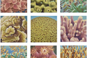 Zoophytes, 2026, acrylic on panel, 8 x 8 inches each